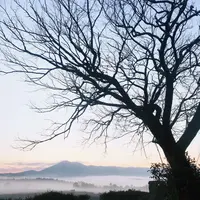 前原の一本桜の写真・動画_image_170039