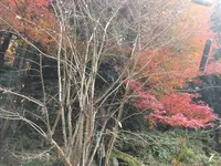 室生寺の写真・動画_image_170193