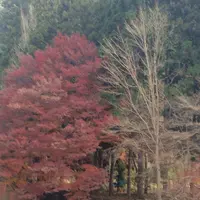 室生寺の写真・動画_image_170197