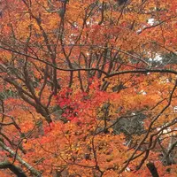 室生寺の写真・動画_image_170221