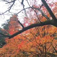 室生寺の写真・動画_image_170224