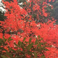 室生寺の写真・動画_image_170226