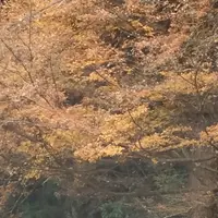 室生寺の写真・動画_image_170241