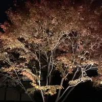 青蓮院門跡の写真・動画_image_171031