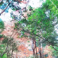 嵐山の写真・動画_image_171145