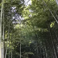 嵐山の写真・動画_image_171146