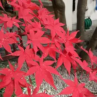 瑞鳳殿（仙台藩租伊達政宗公御廟）の写真・動画_image_171148