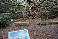 アコウの木の写真・動画_image_171692