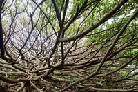 アコウの木の写真・動画_image_171694