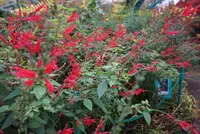 北川村「モネの庭」マルモッタンの写真・動画_image_171703