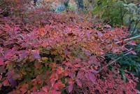 北川村「モネの庭」マルモッタンの写真・動画_image_171706