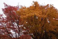 北川村「モネの庭」マルモッタンの写真・動画_image_171715