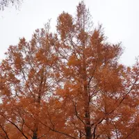 北川村「モネの庭」マルモッタンの写真・動画_image_171718