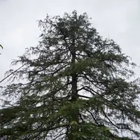 北川村「モネの庭」マルモッタンの写真・動画_image_171726