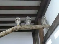 松江フォーゲルパークの写真・動画_image_172477