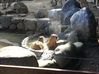 とべ動物園の写真・動画_image_174051