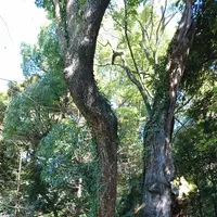 來宮神社の写真・動画_image_174074