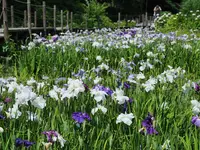 二宮せせらぎ公園の写真・動画_image_174094