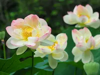 二宮せせらぎ公園の写真・動画_image_174099