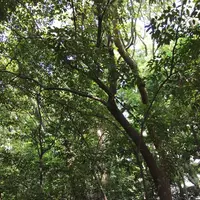 生田神社の写真・動画_image_174178