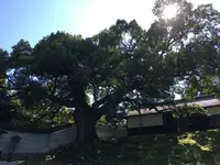 青蓮院門跡の写真・動画_image_174209