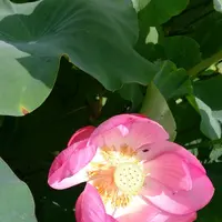 古代蓮の里の写真・動画_image_174643