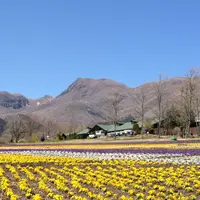 くじゅう花公園の写真・動画_image_174689