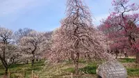 府中市郷土の森博物館の蝋梅の写真・動画_image_175509