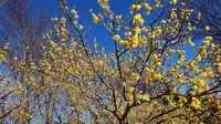 府中市郷土の森博物館の蝋梅の写真・動画_image_175513