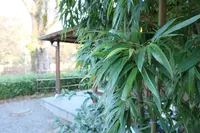 竹林の小径の写真・動画_image_175532