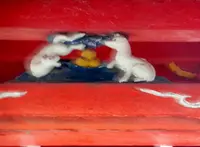 若宮八幡社の写真・動画_image_175864