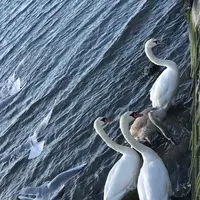 相馬市の写真・動画_image_176094