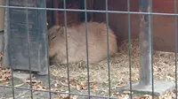 井の頭自然文化園 本園の写真・動画_image_176429