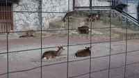 井の頭自然文化園 本園の写真・動画_image_176432