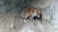 井の頭自然文化園 本園の写真・動画_image_176433