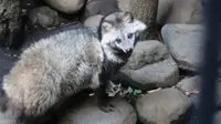 井の頭自然文化園 本園の写真・動画_image_176434