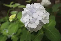 松陰神社の写真・動画_image_176714