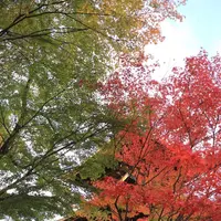 豪徳寺の写真・動画_image_176728