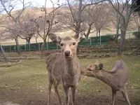 若草山の写真・動画_image_176954