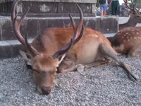 興福寺の写真・動画_image_177061