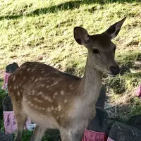 興福寺の写真・動画_image_177068