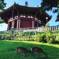 興福寺の写真・動画_image_177070