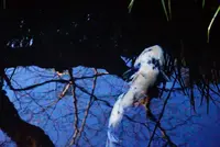 亀城公園の写真・動画_image_177237