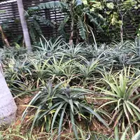 ナゴパイナップルパークの写真・動画_image_177541