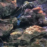 沖縄美ら海水族館の写真・動画_image_177603