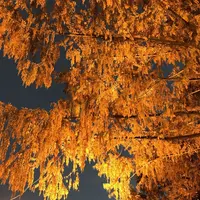 宝登山神社の写真・動画_image_178015