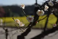 浜離宮恩賜庭園の写真・動画_image_178426