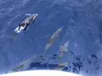 Fish Eye Marine Park（フィッシュアイマリーンパーク）の写真・動画_image_178470