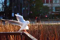 上野恩賜公園（上野公園）の写真・動画_image_178957
