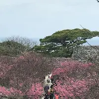 今帰仁城跡の写真・動画_image_179112
